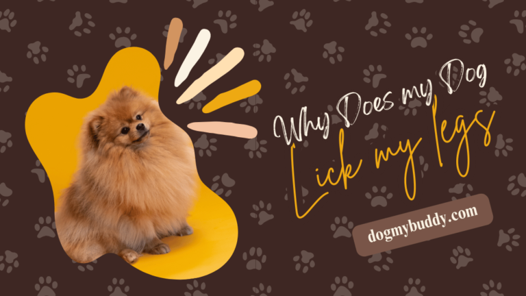 Why Does My Dog Lick My Legs? The Surprising Truth Every Pet Owner Must Know