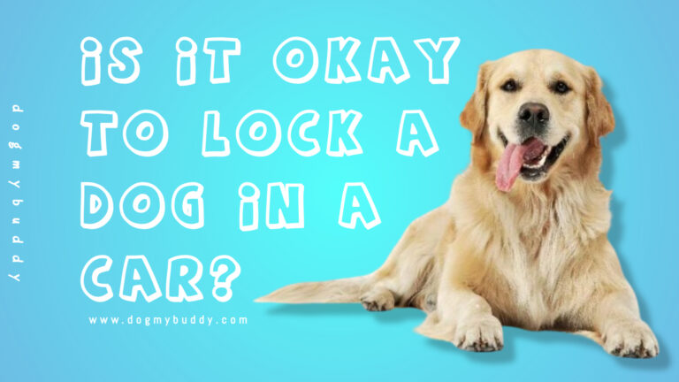Is It Okay to Lock a Dog in a Car? Absolutely Not – Here’s Why You Shouldn’t Do It