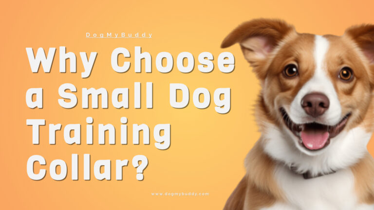 Small Dog Training Collar: A Complete Guide for Pet Owners