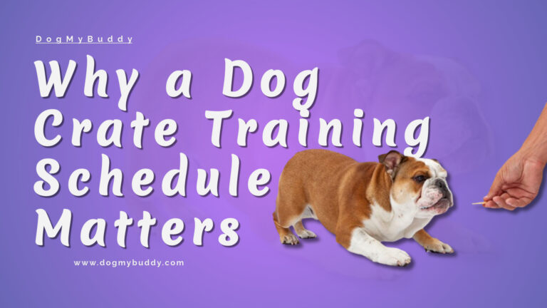 Amazing Dog Crate Training Schedule That Will Transform Your Pup’s Behavior