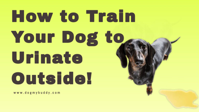 How to Train Your Dog to Urinate Outside: A Comprehensive Guide