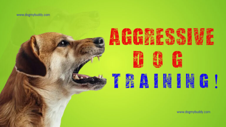 Mastering Aggressive Dog Training: A Guide to Turning Behavioral Challenges Into Success