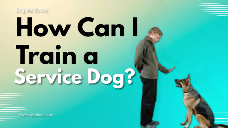 How Can I Train a Service Dog? A Complete Guide