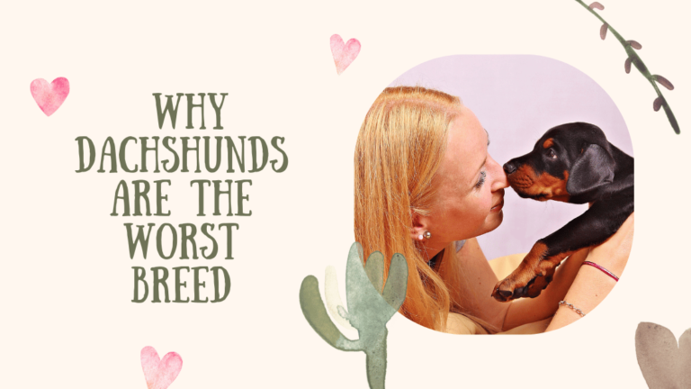 Breaking! Why Dachshunds Are the Worst Breed