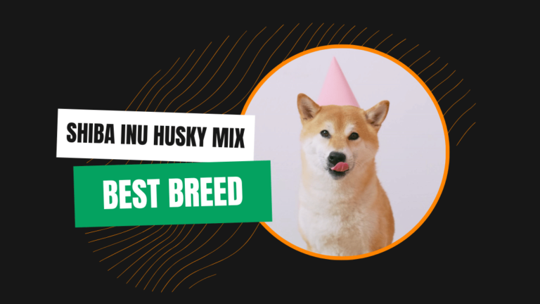 Shiba Inu Husky Mix: The Top Dog Breed of the Year!