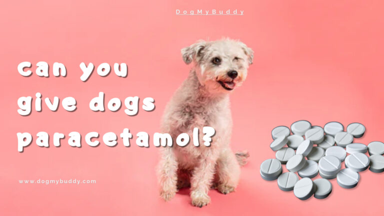 Can You Give Dogs Paracetamol?
