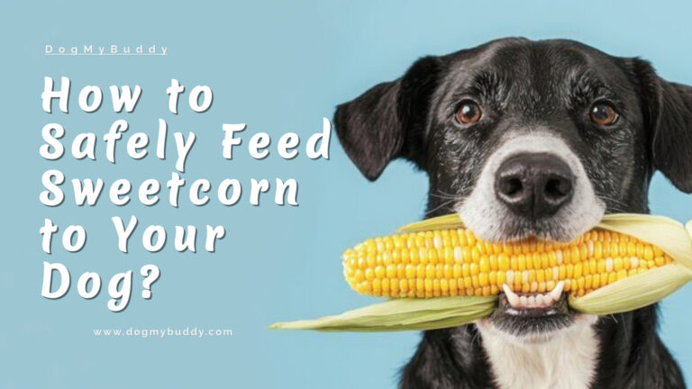 Can Dogs Eat Sweetcorn? The Shocking Truth Every Dog Owner Must Know!