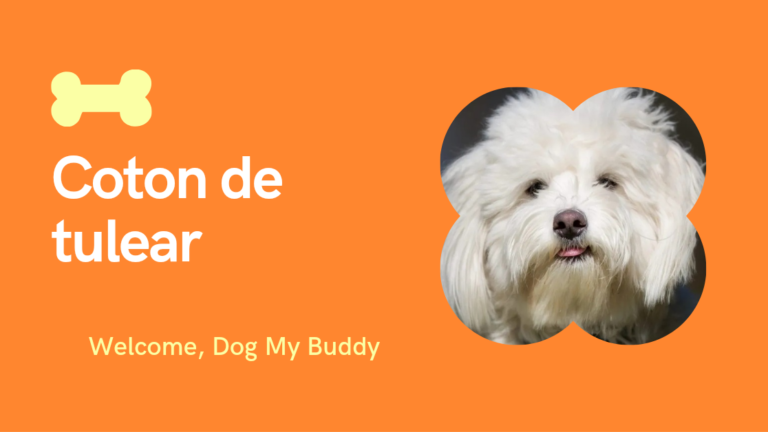 Why the Coton de Tulear is the Perfect Dog You Didn’t Know You Needed