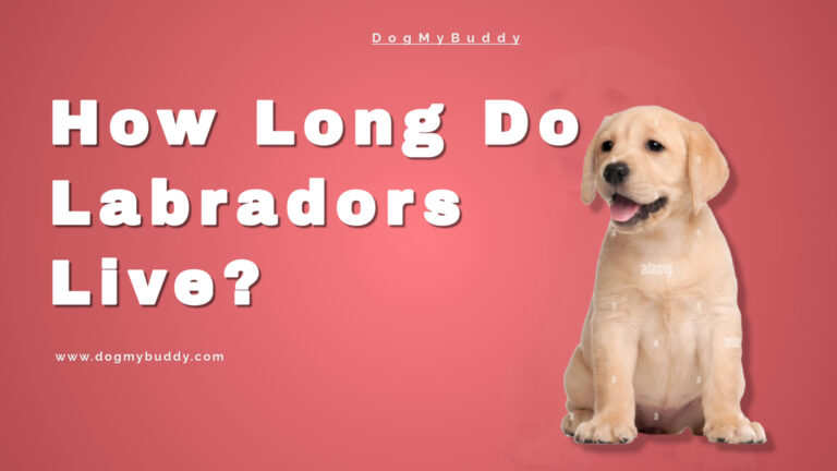 How Long Do Labradors Live?