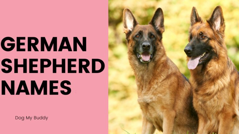 STOP! These German Shepherd Names Are Overused – But These Unique Ones Will Blow Your Mind!”